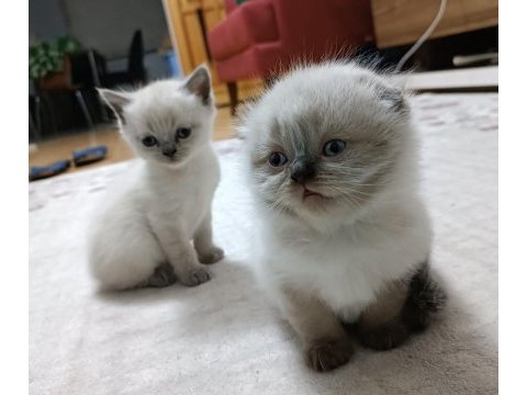 Sevimli scottish fold yavrular