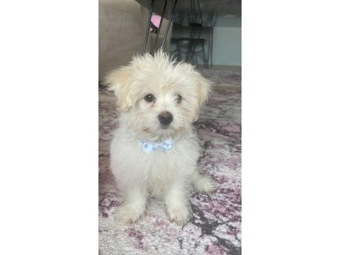 Maltese pomerian mix yavru