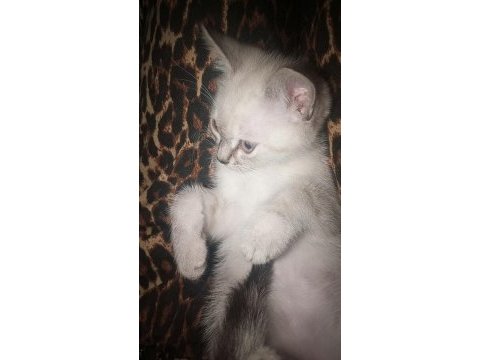 2 aylık kedimize yeni yuva