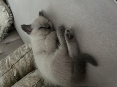 British shorthair bluepoint scottish fold bluepoint yavrular