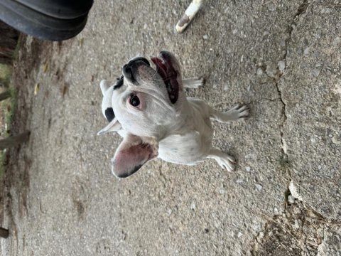 Yavru french bulldog