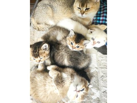 Scottish fold longhair kırık kulak