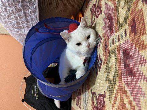 Akıllı yetişkin dişi kedi british shorthair bal göz