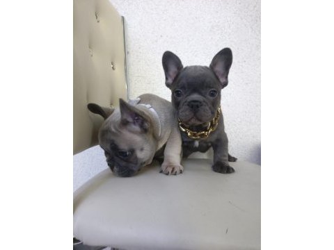 French bulldog puppys