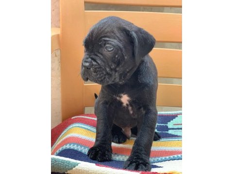 Cane corso yavrular