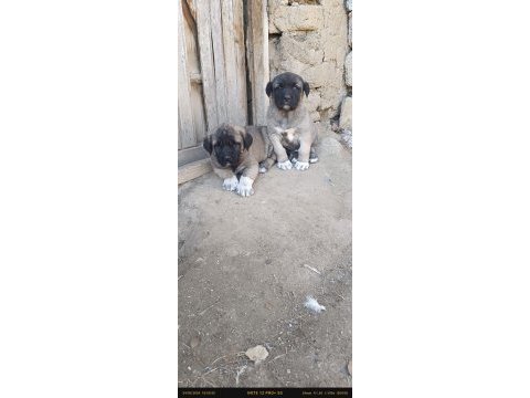 Aksaray malaklısı köpeğimiz