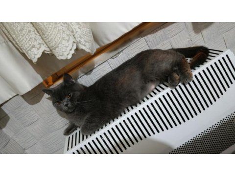 Uysal sakin 2 yaşında kedimiz ücretsiz sahiplendirme