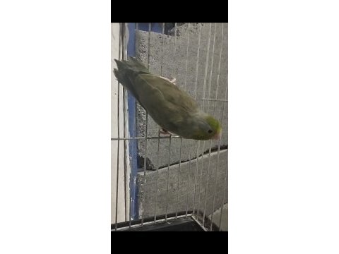 1 yaşında bilezikli erkek forpus papağanı