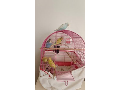 2 aylık muhabbet kuşu yavrular
