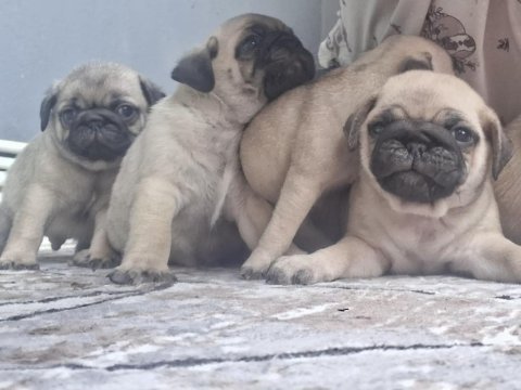 Dişi erkek pug mops