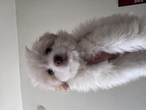 3 aylık poodle