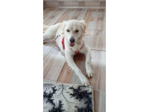 Sahiplendirme labrador