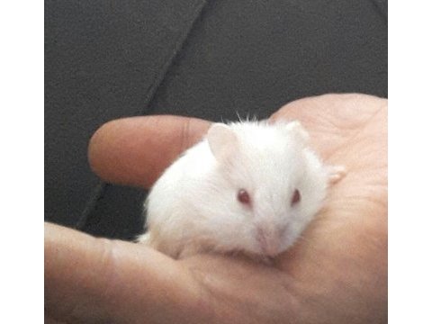 Hamster gonzales ve suriye yavru ve anaç altı