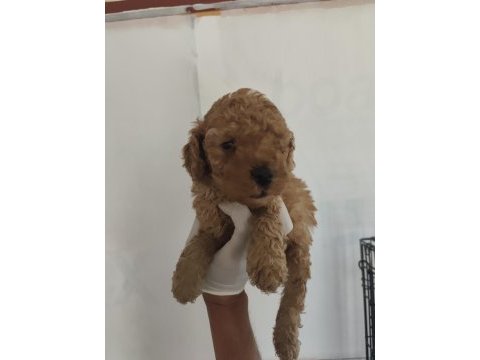 Toy poodle aşılı kilo garantili yavrular