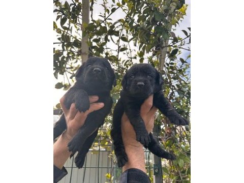 Labrador retriever yavrular