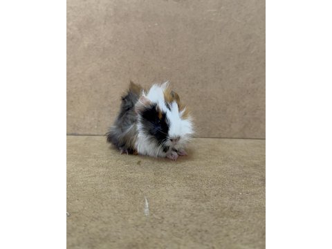 Ginepig yavrularımız gün içi gönderim sağlanmaktadır