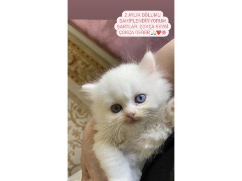 2 aylık chinchilla oğlum