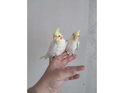 Lutino bebek sultan papağanlar