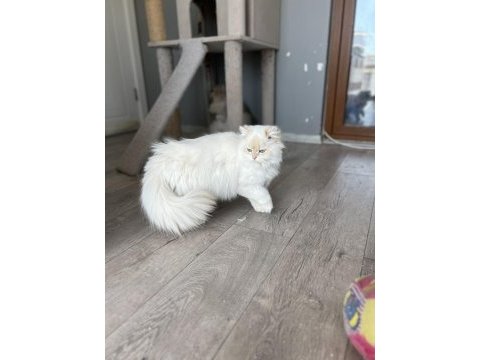 British longhair ay1233