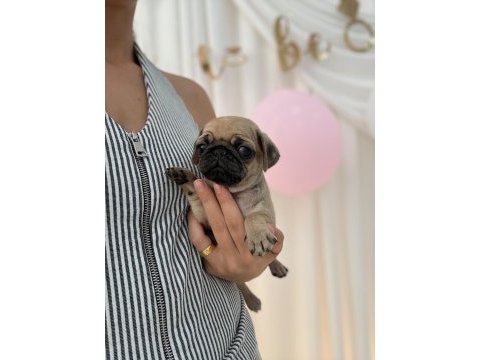 Irk ve sağlık garantili pug yavrularımız