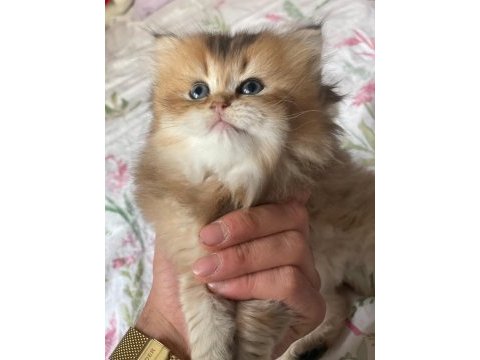 Safkan british longhair yavrular yuva arıyoruz