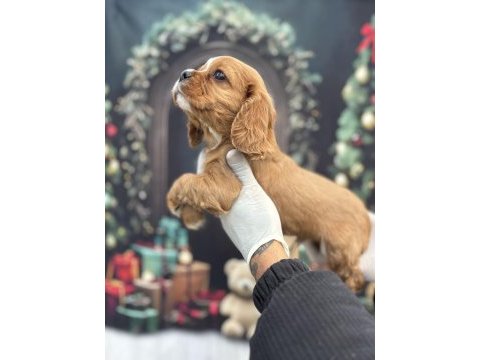 Orijinal ruby king charles sevimliliğin zirvesi