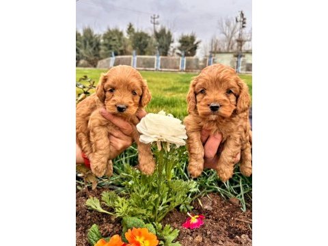 Maltipoo yavrularımız yeni yuvalarına gitmeye hazır