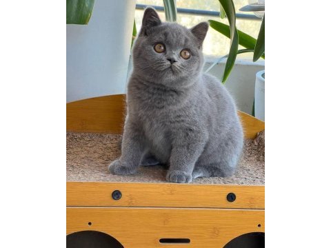 British shorthair yavrular ve farklı tür bebekler