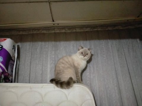 British shorthair damat arıyoruz
