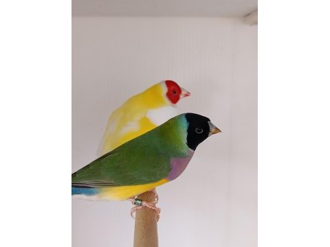 Goldian finch gökkuşağı ispinozu