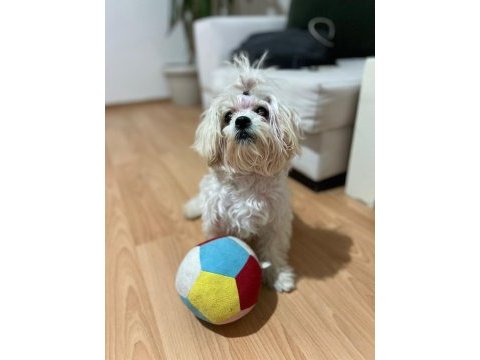Küçük maltese hanıma yuva arıyoruz