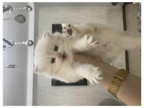 Çok akıllı kızım uysal british shorthair