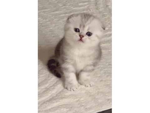 Kaliteli british longhair yavru arayan