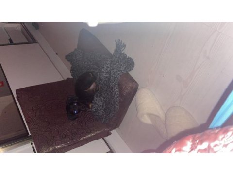 Doberman köpeği yavru