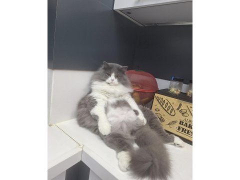 Erkek kedimiz kısırlaştırıldı