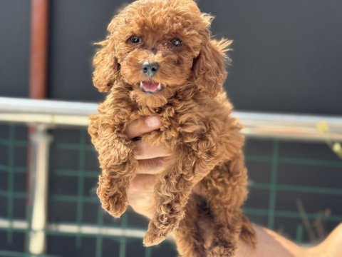 Ankaranın en seçkin kore toy poodle yavruları