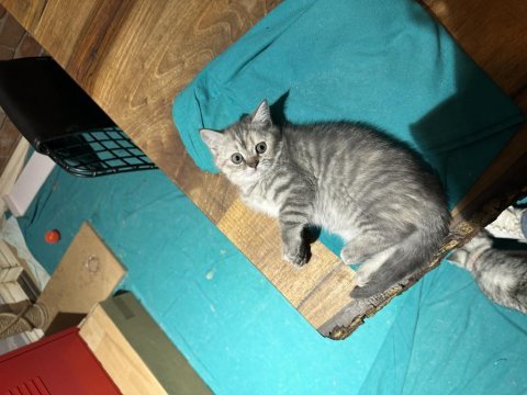69 günlük dişi british shorthair