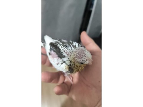 Sultan yavruları 2 aylik ele omuza gelir uygun değildir