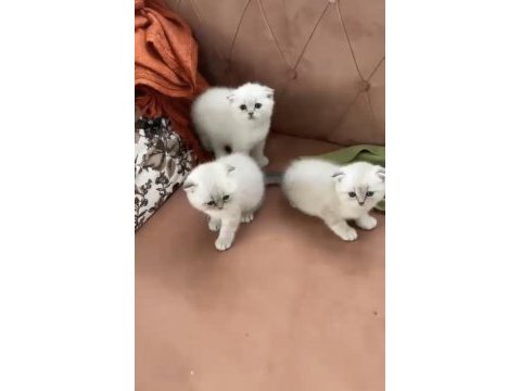 Safkan orjinal ırk dişi erkek yavru kediler