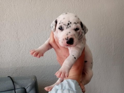 Benekli dalmaçyalı kuzucuklarım