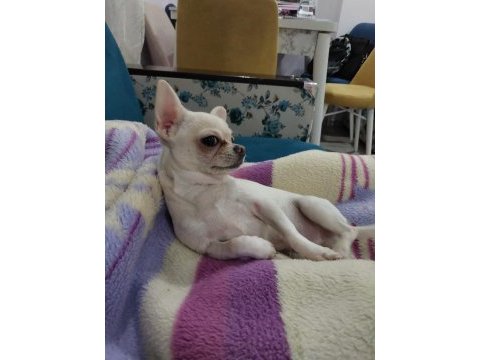 Chihuahua sahiplendirme