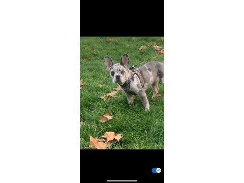 11 aylık dişi ve kısırlaştırılmamış french bulldog yavrumuz