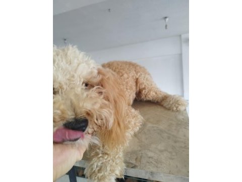 Aprikot dişi 8 aylık poodle