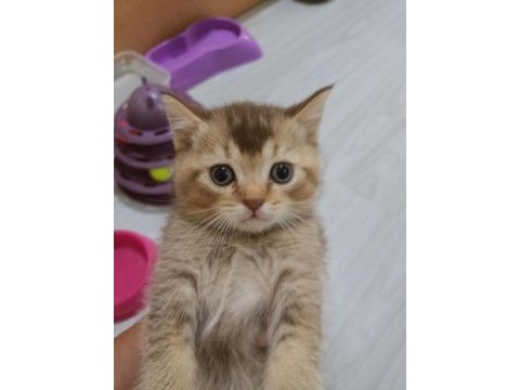 3 güzel yavru kedimiz yeni yuvasını arıyor