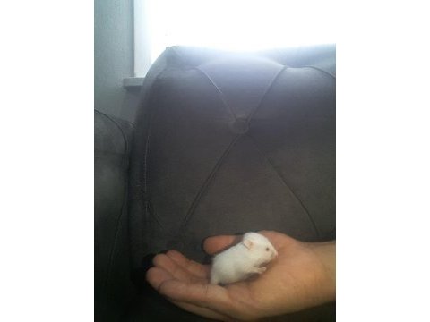 Hamster gonzales ve sryıa yavru ve yetişkin