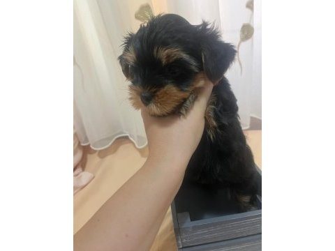 0 numara yorkshire terrier erkek yavru