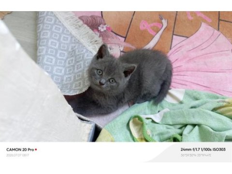Kardeş british shorthair kediler