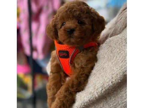 Red toy poodle mağazamızdan sizlere