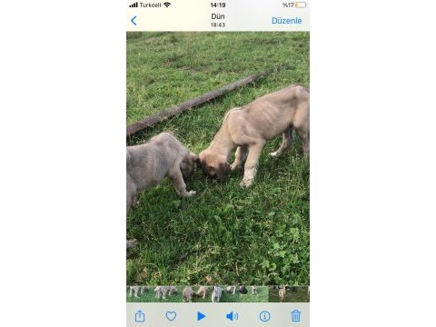 Anadolu çoban köpeği buyuk ırk kangalın iki katı