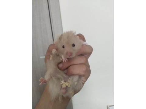 Yavru hamster duman ve karamel renkler